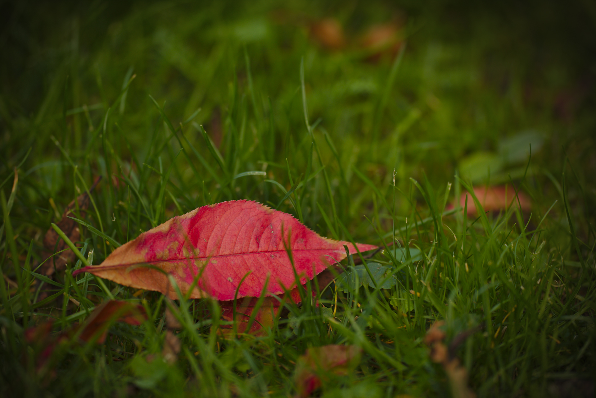 Rotes Blatt - erster Bote des Herbstes